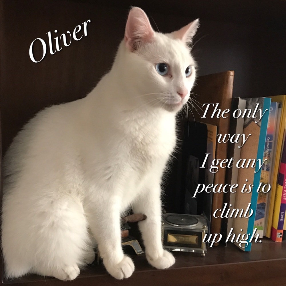 ♥️ My name is Oliver - Blue Eyes & Deaf - Picture 4 of 5